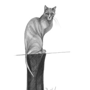 Sphinx - Artist Proof