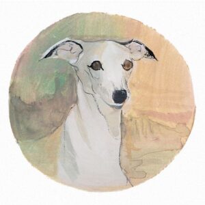 Whippet