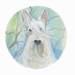 White Scottish Terrier