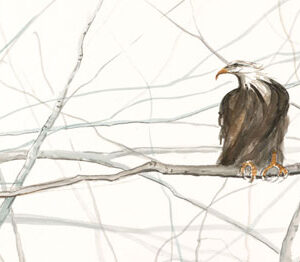 Majestic Giclée - Artist Proof