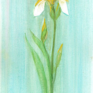 Pristine Bloom Giclée