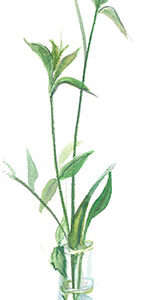 Simple Beauty Giclée